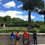 多伦多动物园 (TORONTO ZOO)